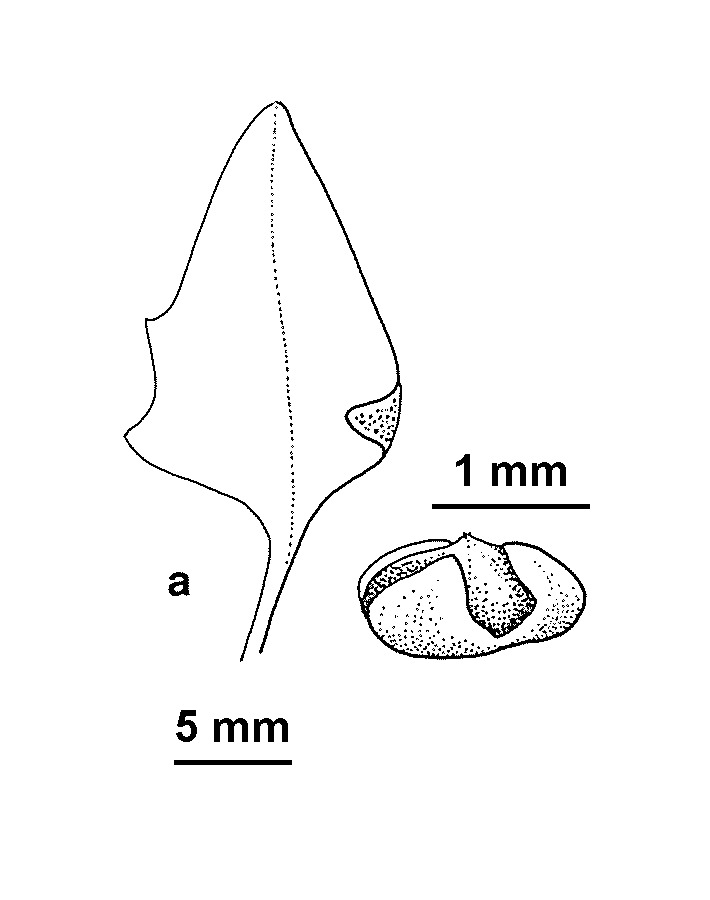 Chenopodium glaucum (hero image)