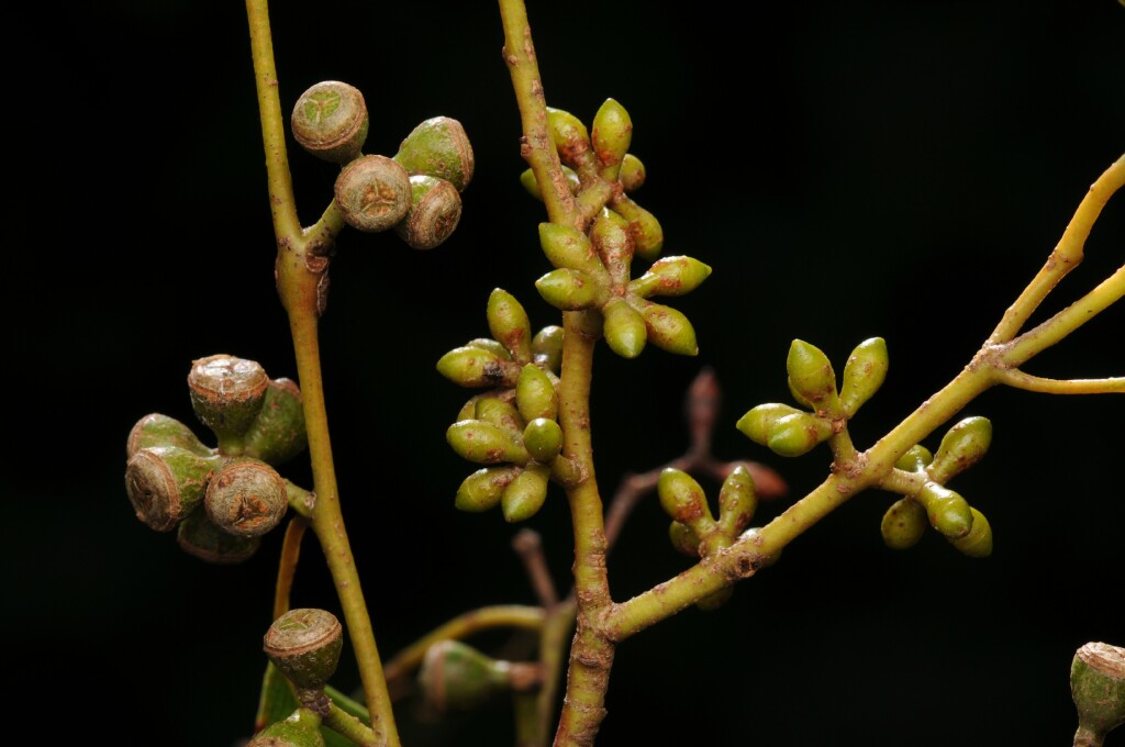 Eucalyptus yarraensis (hero image)