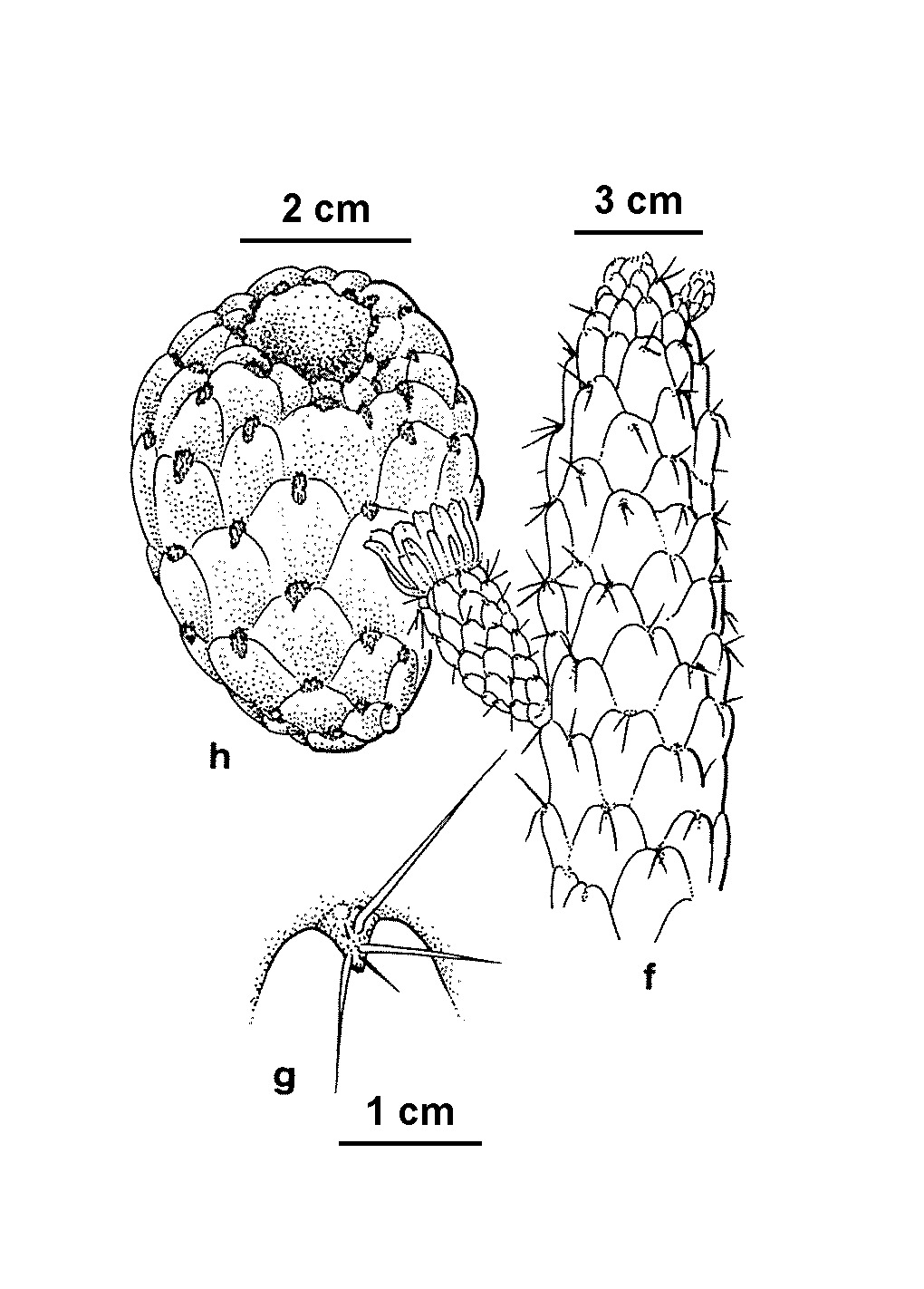 Austrocylindropuntia (hero image)