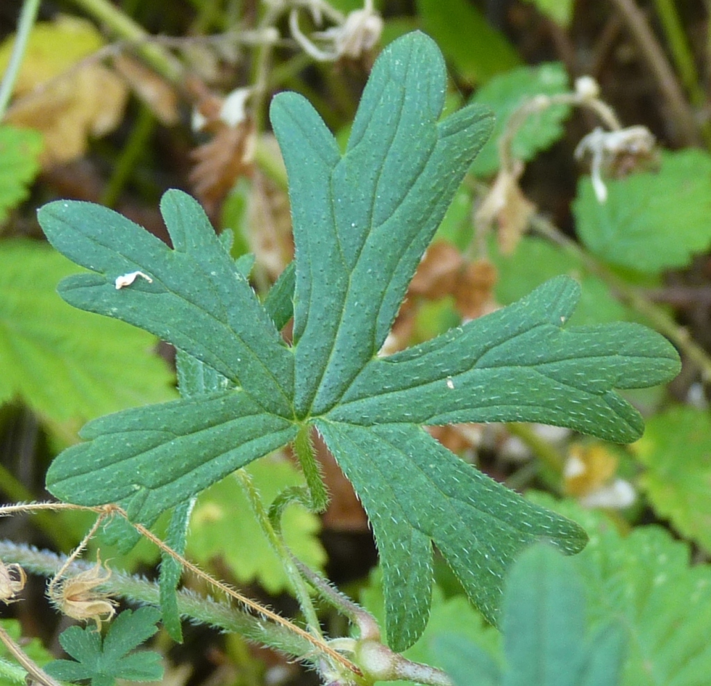 Geranium gardneri (hero image)