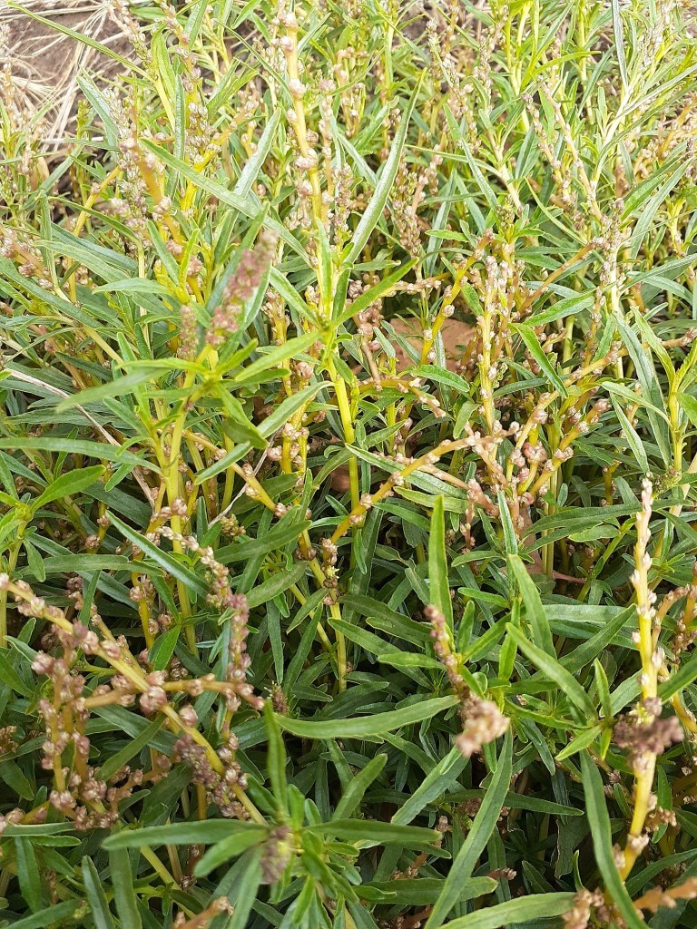 Amaranthus muricatus (hero image)