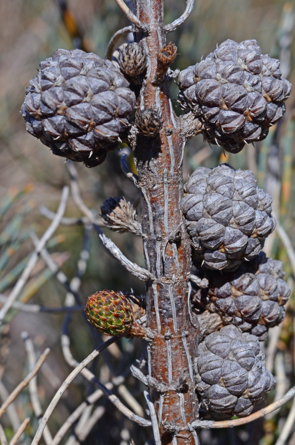 Allocasuarina pusilla (hero image)