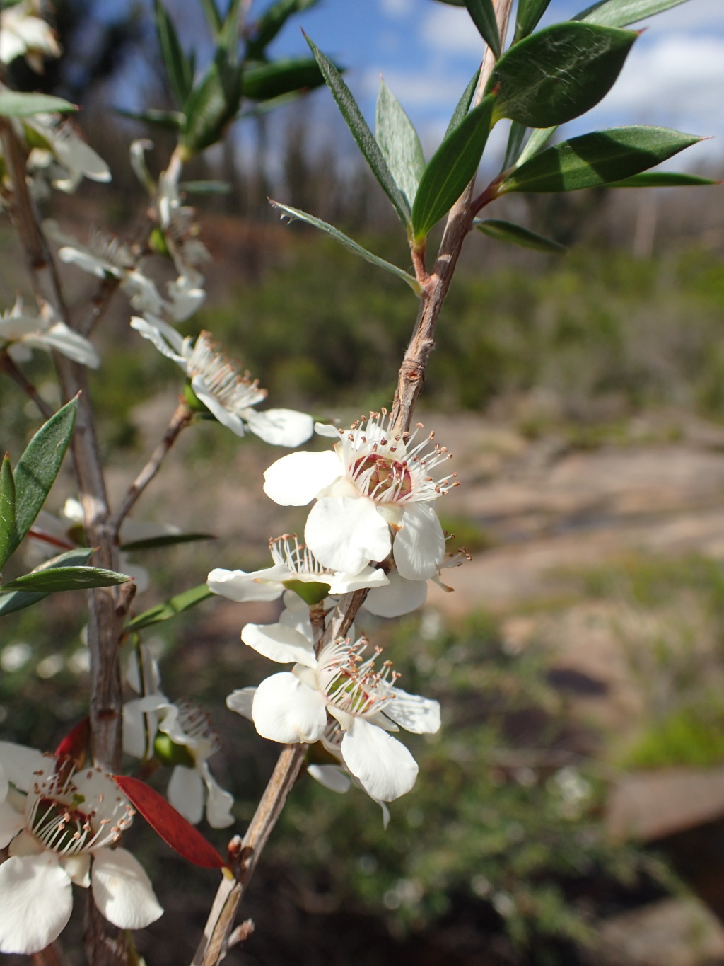 Leptospermum scoparium (hero image)