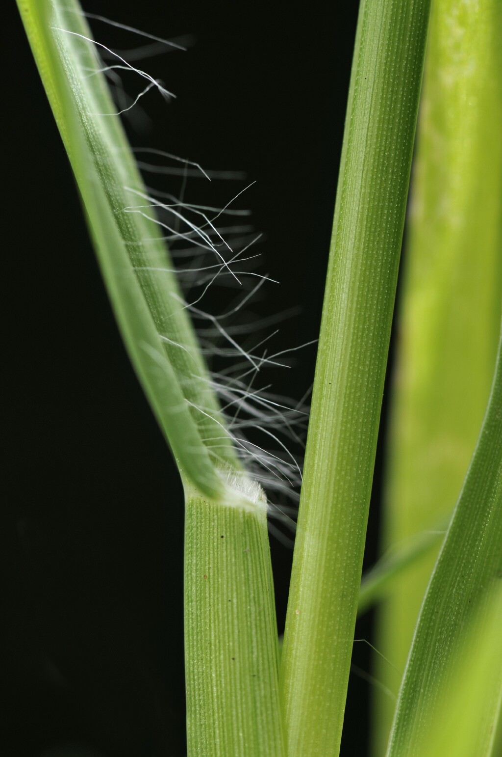 Setaria pumila (hero image)