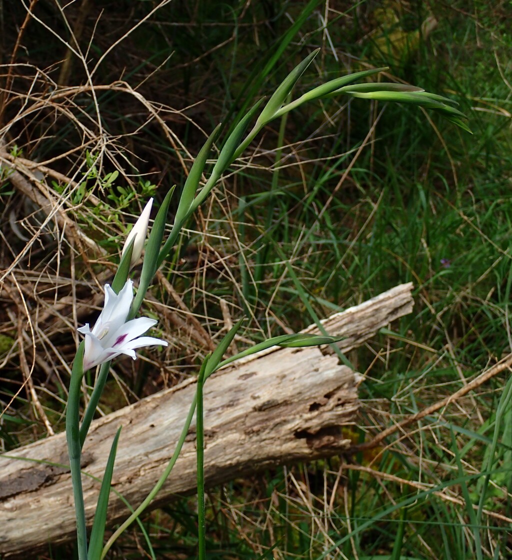 Gladiolus carneus (hero image)