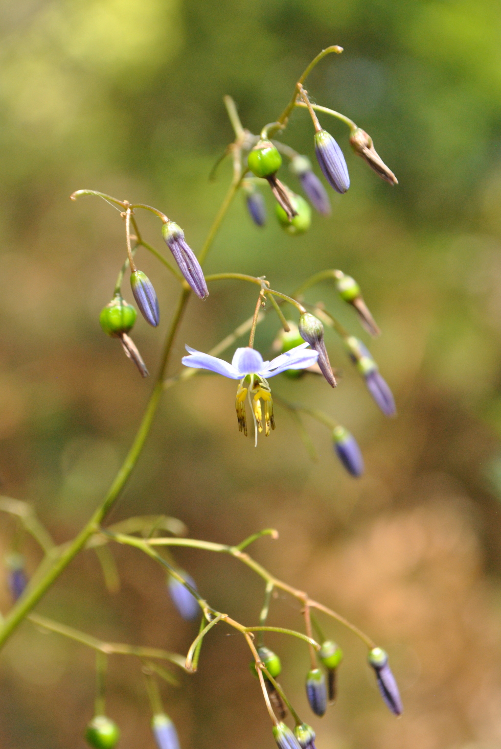 Dianella caerulea (hero image)