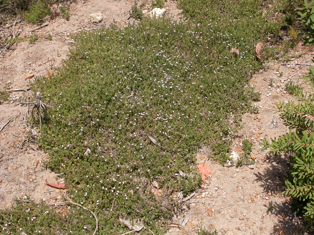 Scaevola albida (hero image)