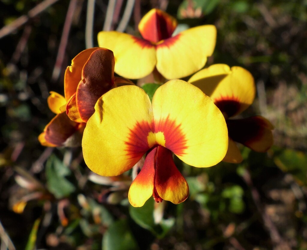 Platylobium montanum (hero image)