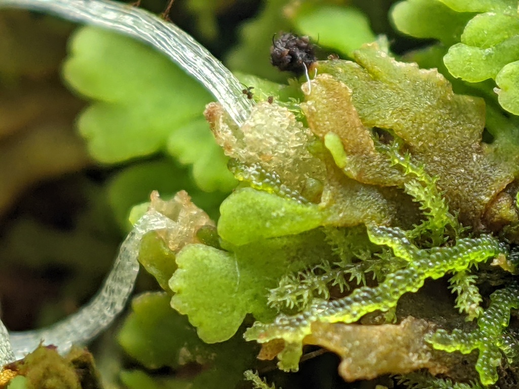 Riccardia crassa (hero image)