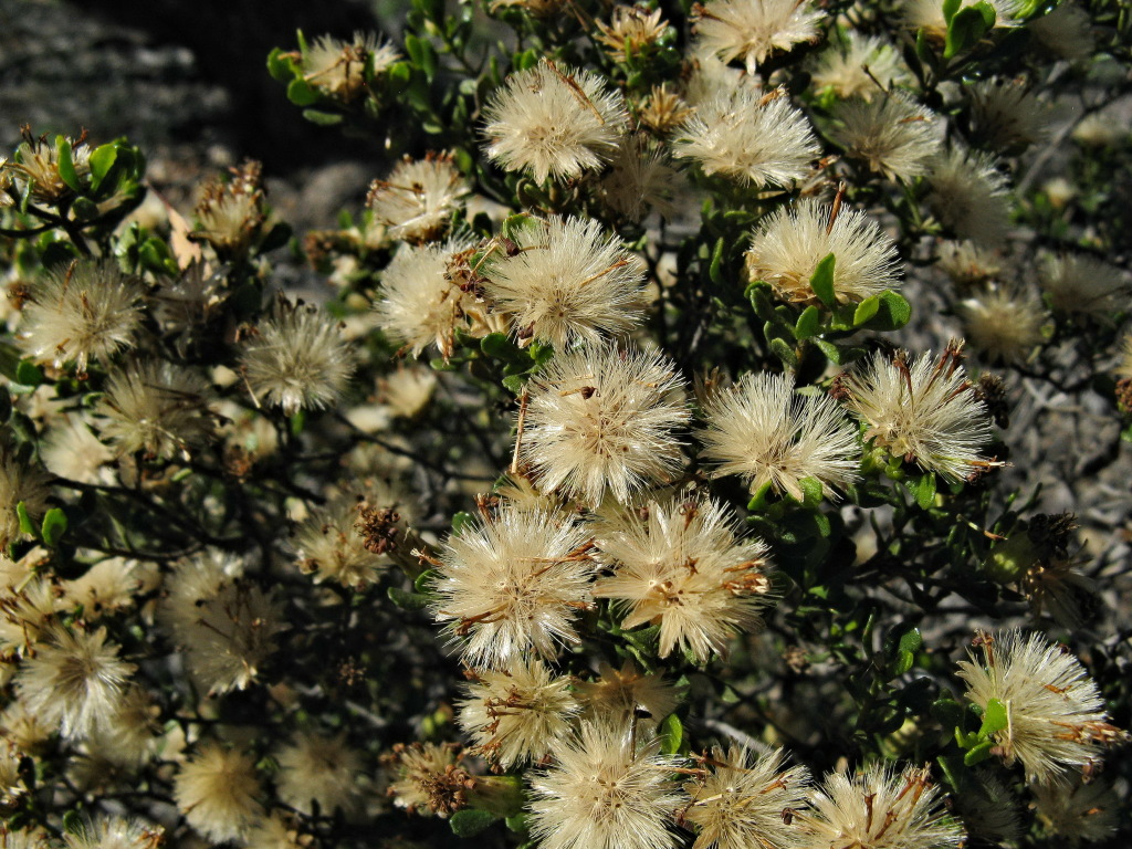 Olearia muelleri (hero image)