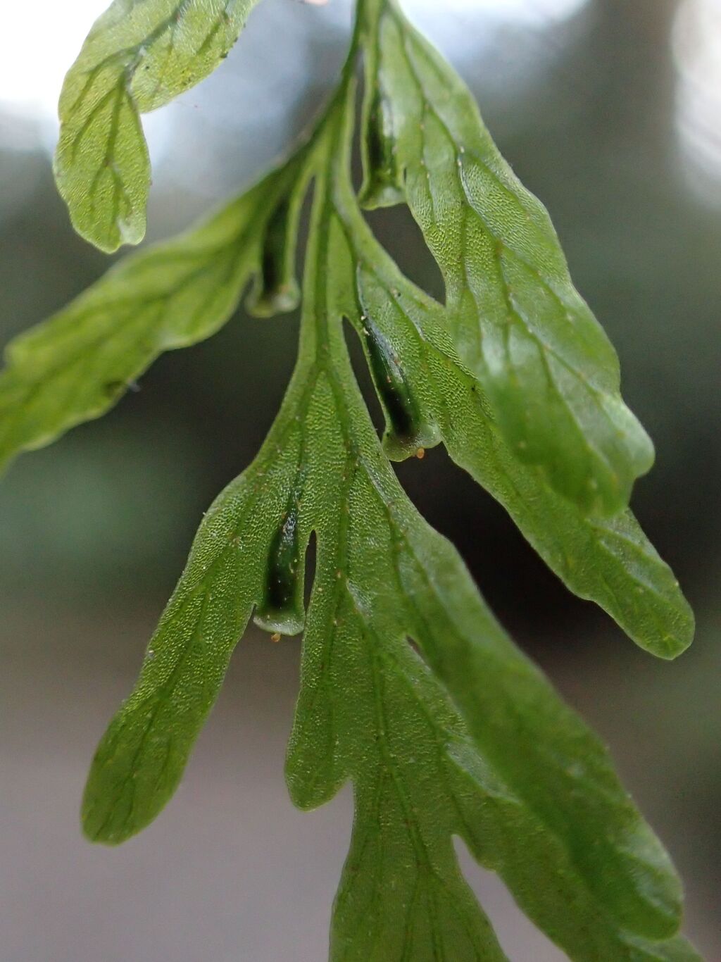 Polyphlebium venosum (hero image)