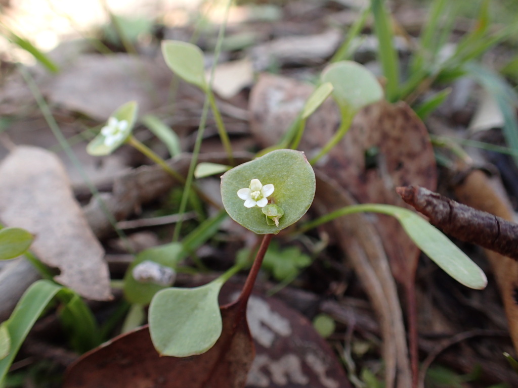 Claytonia perfoliata (hero image)