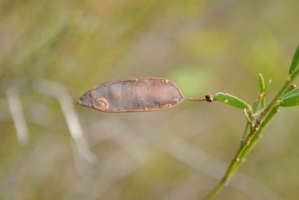 Bossiaea heterophylla (hero image)