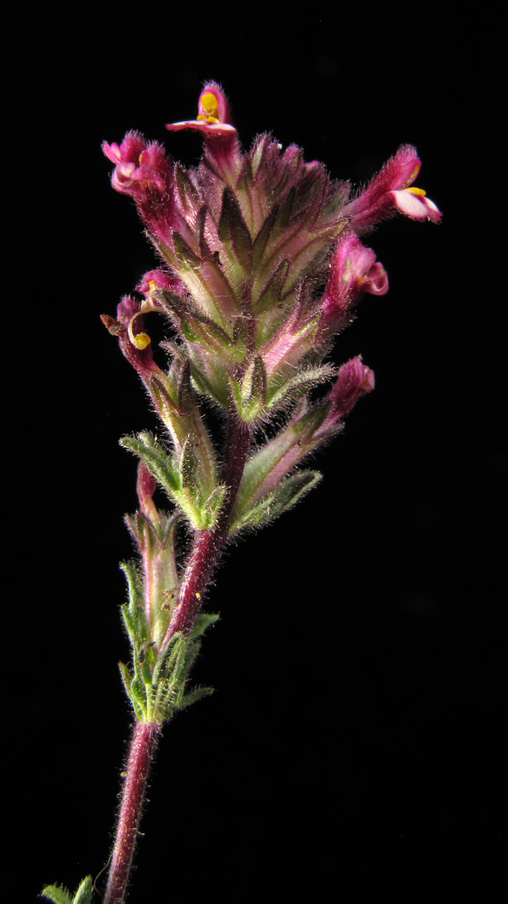 Orobanchaceae (hero image)