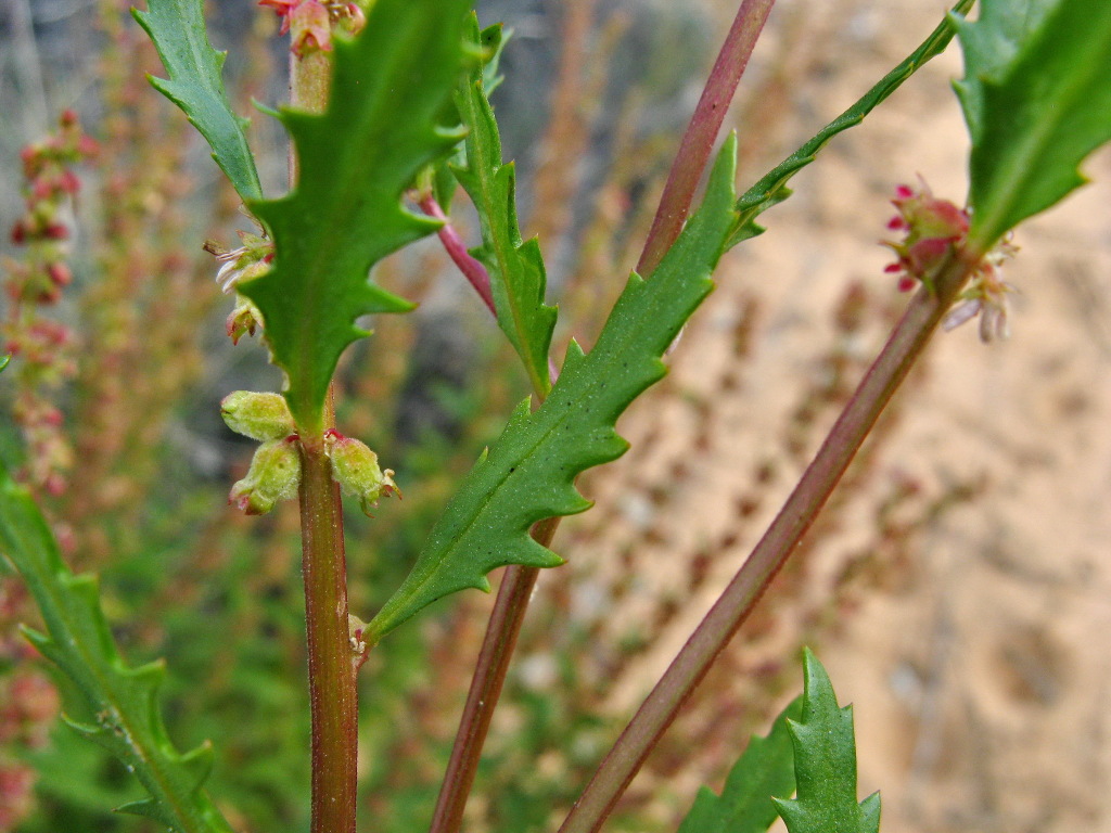 Haloragis odontocarpa (hero image)