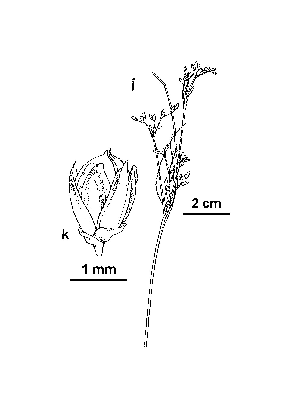 Juncus gerardii subsp. gerardii (hero image)