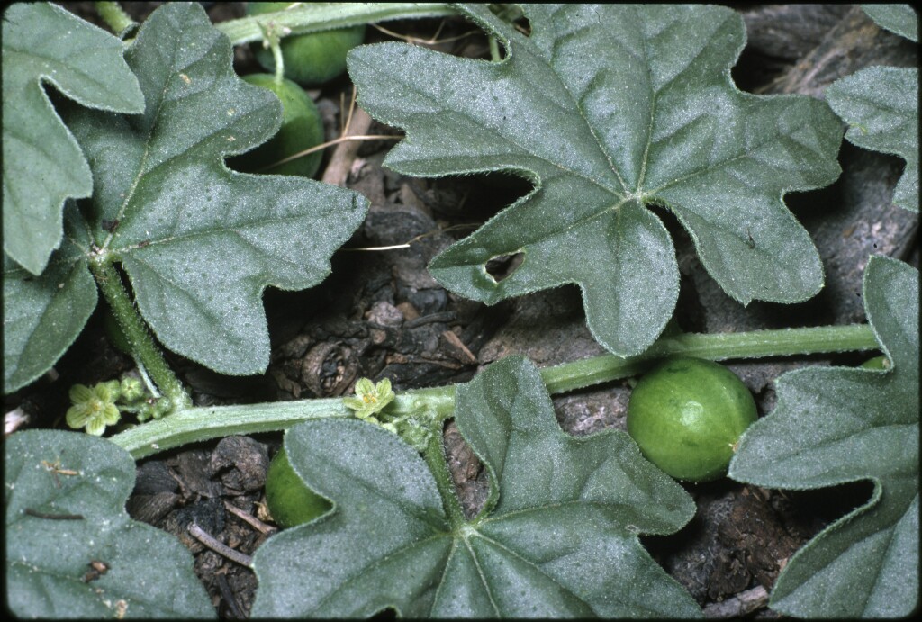 Austrobryonia micrantha (hero image)