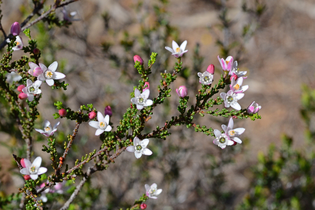 Philotheca angustifolia (hero image)