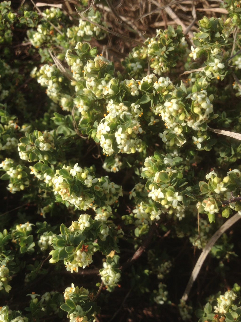 Pimelea spinescens subsp. spinescens (hero image)