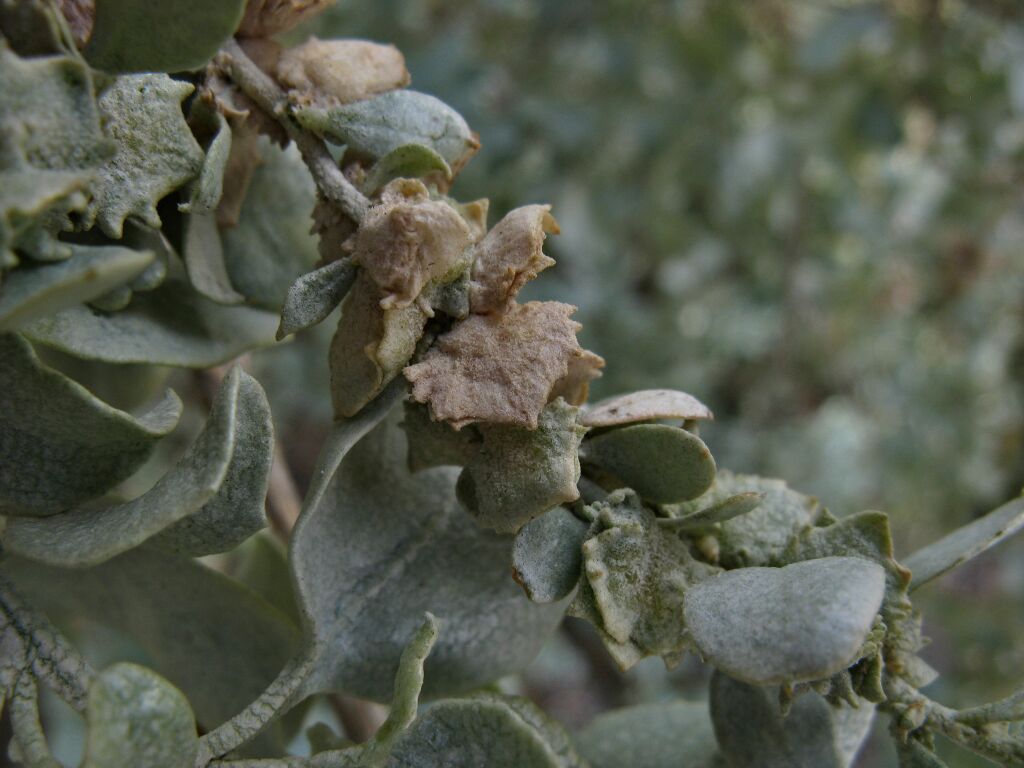 Atriplex nummularia (hero image)