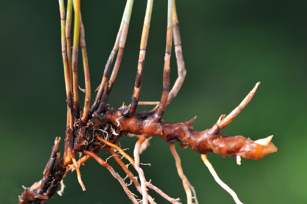 Apodasmia brownii (hero image)