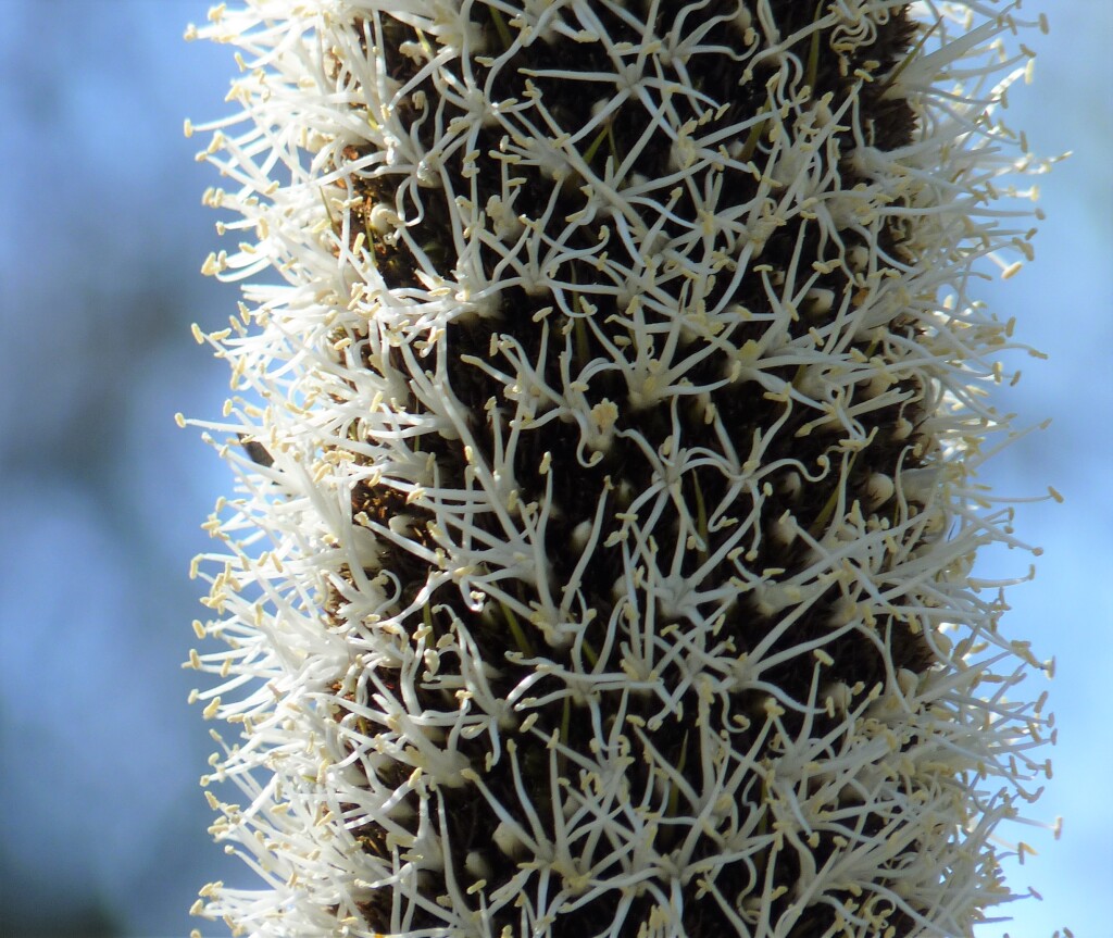 Xanthorrhoea glauca (hero image)