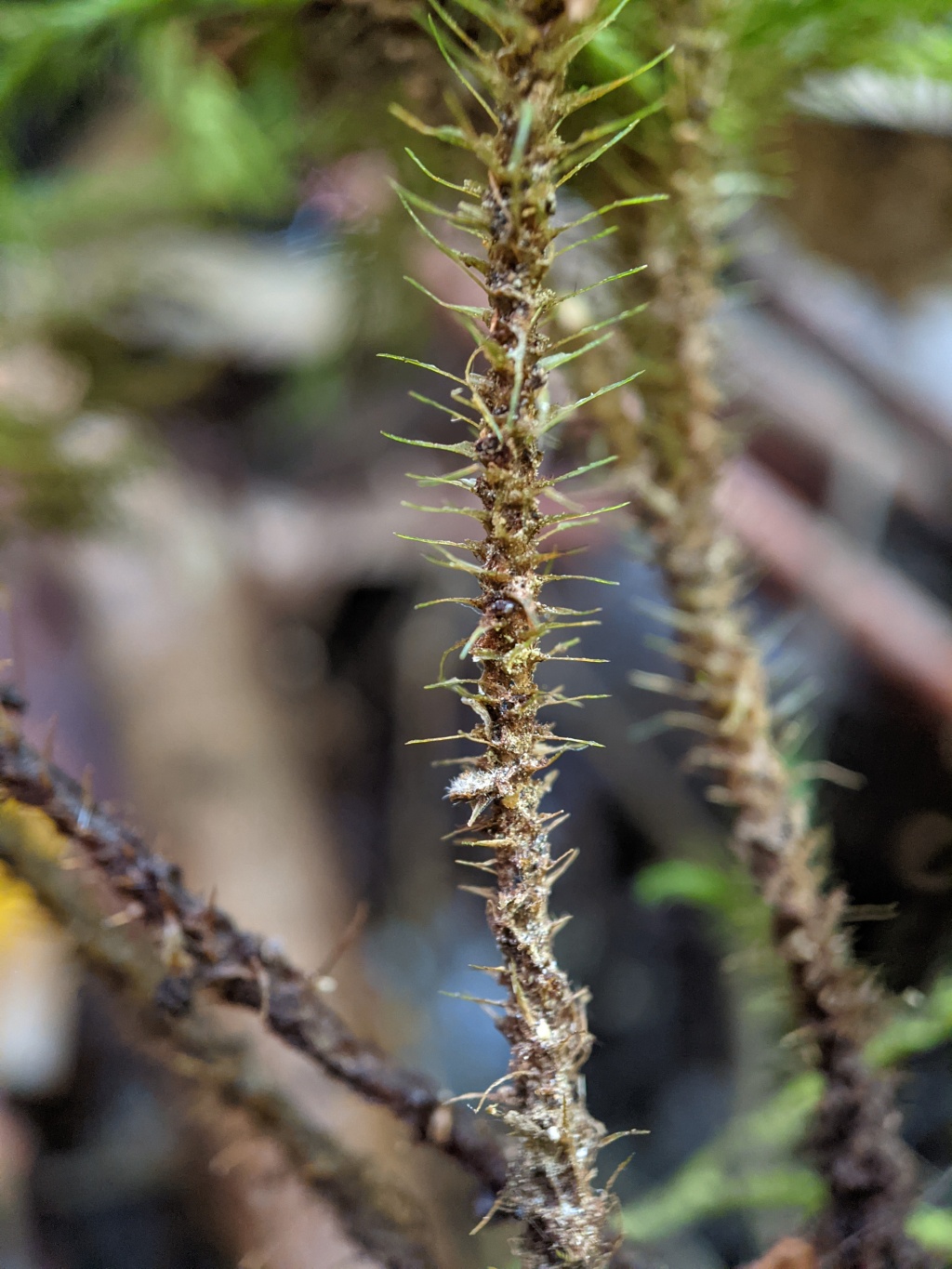 Mniodendron comosum (hero image)