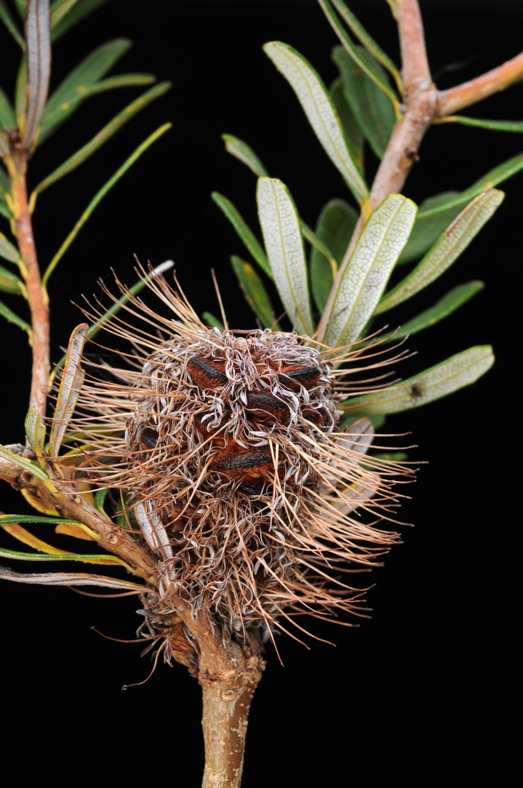 Banksia marginata (hero image)