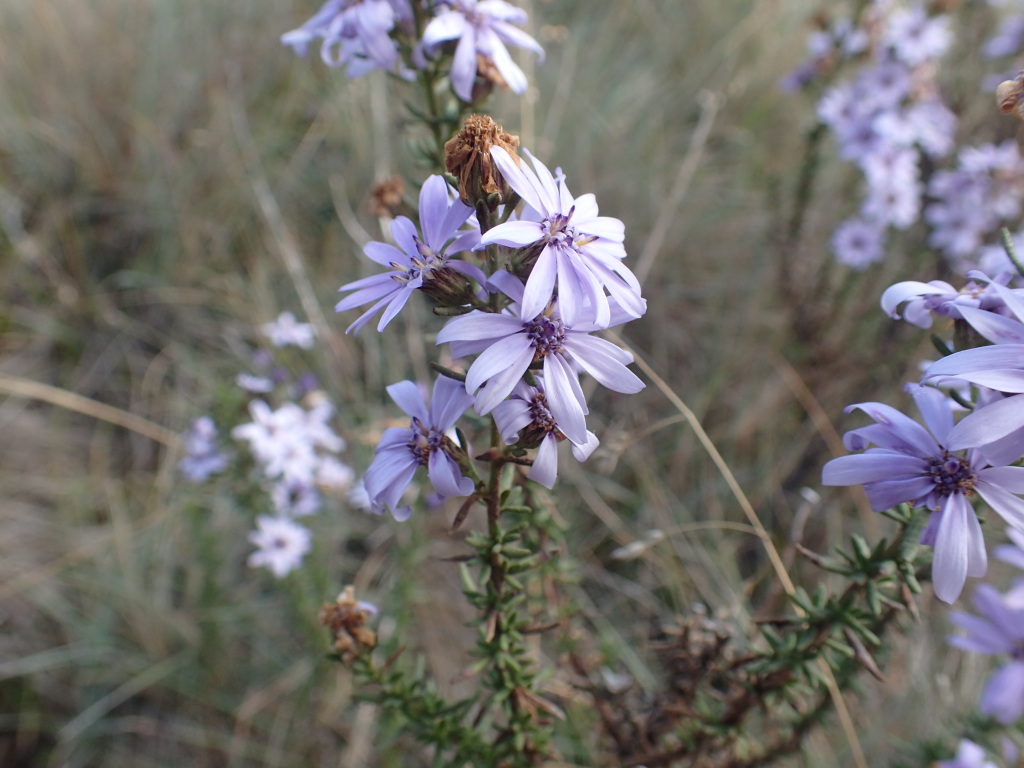 Olearia (hero image)