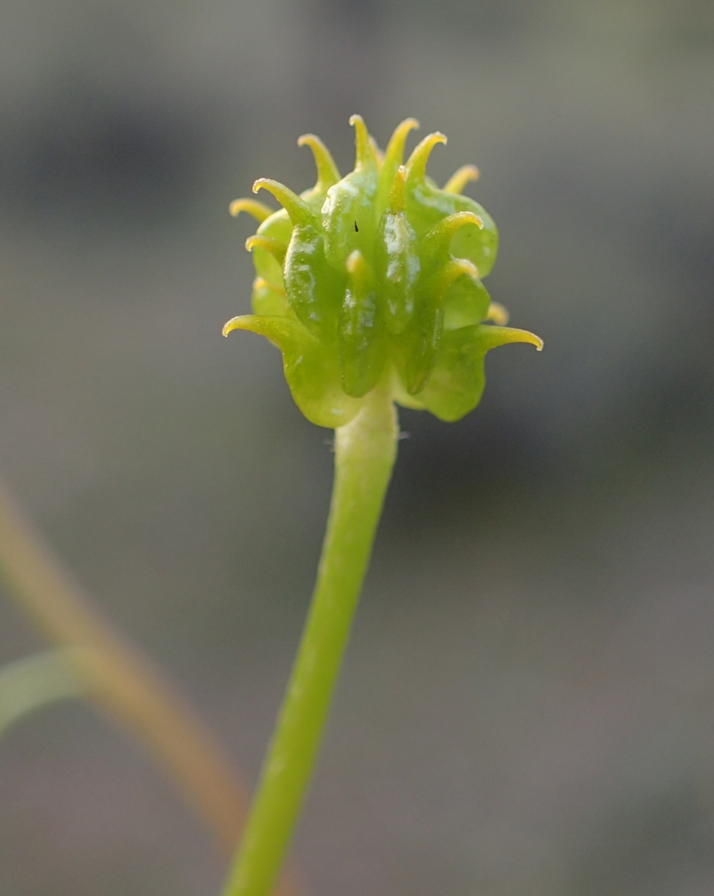 Ranunculus robertsonii (hero image)