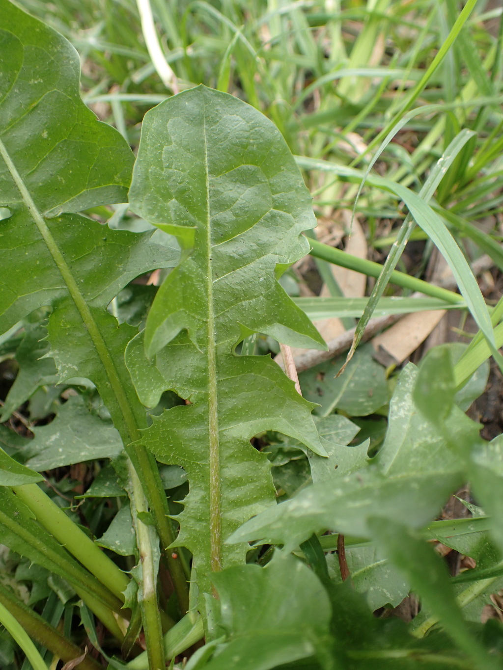 Taraxacum skanderbegii (hero image)