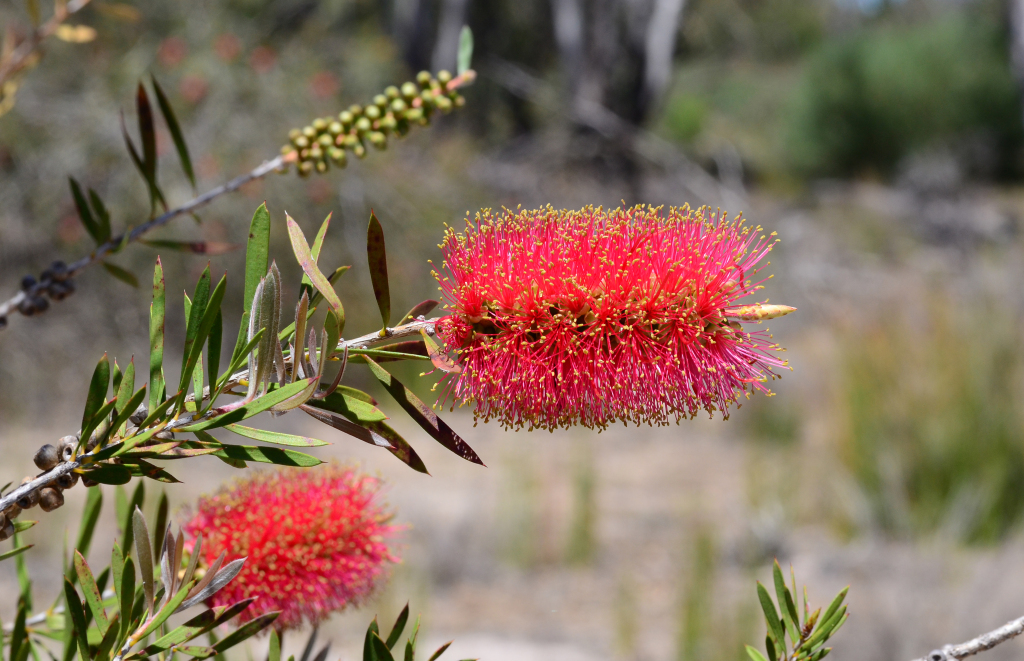 Callistemon (hero image)