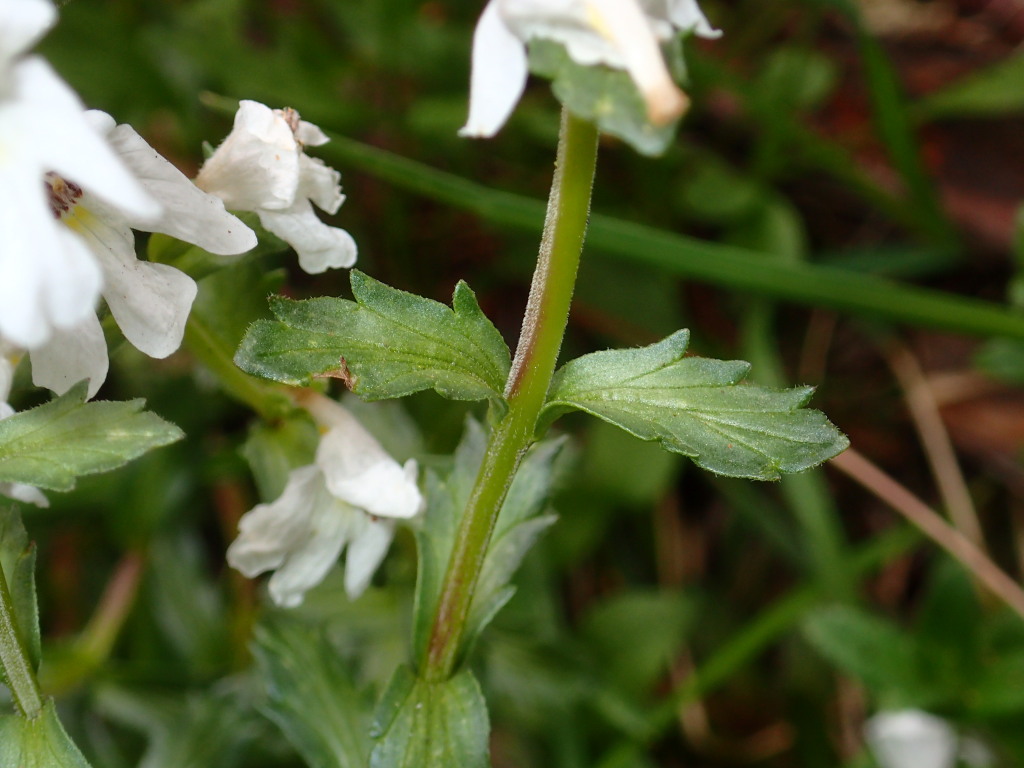 Euphrasia crassiuscula subsp. crassiuscula (hero image)