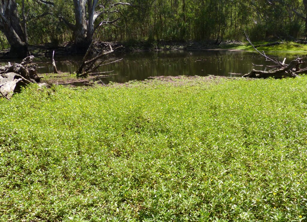 Ludwigia peploides subsp. montevidensis (hero image)