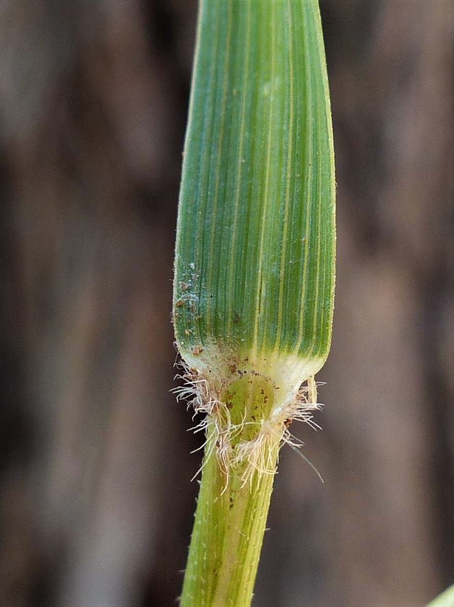 Rytidosperma caespitosum (hero image)