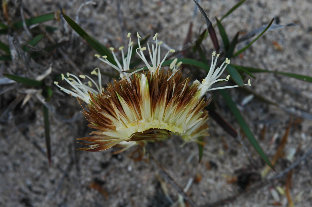 Xanthorrhoea australis (hero image)