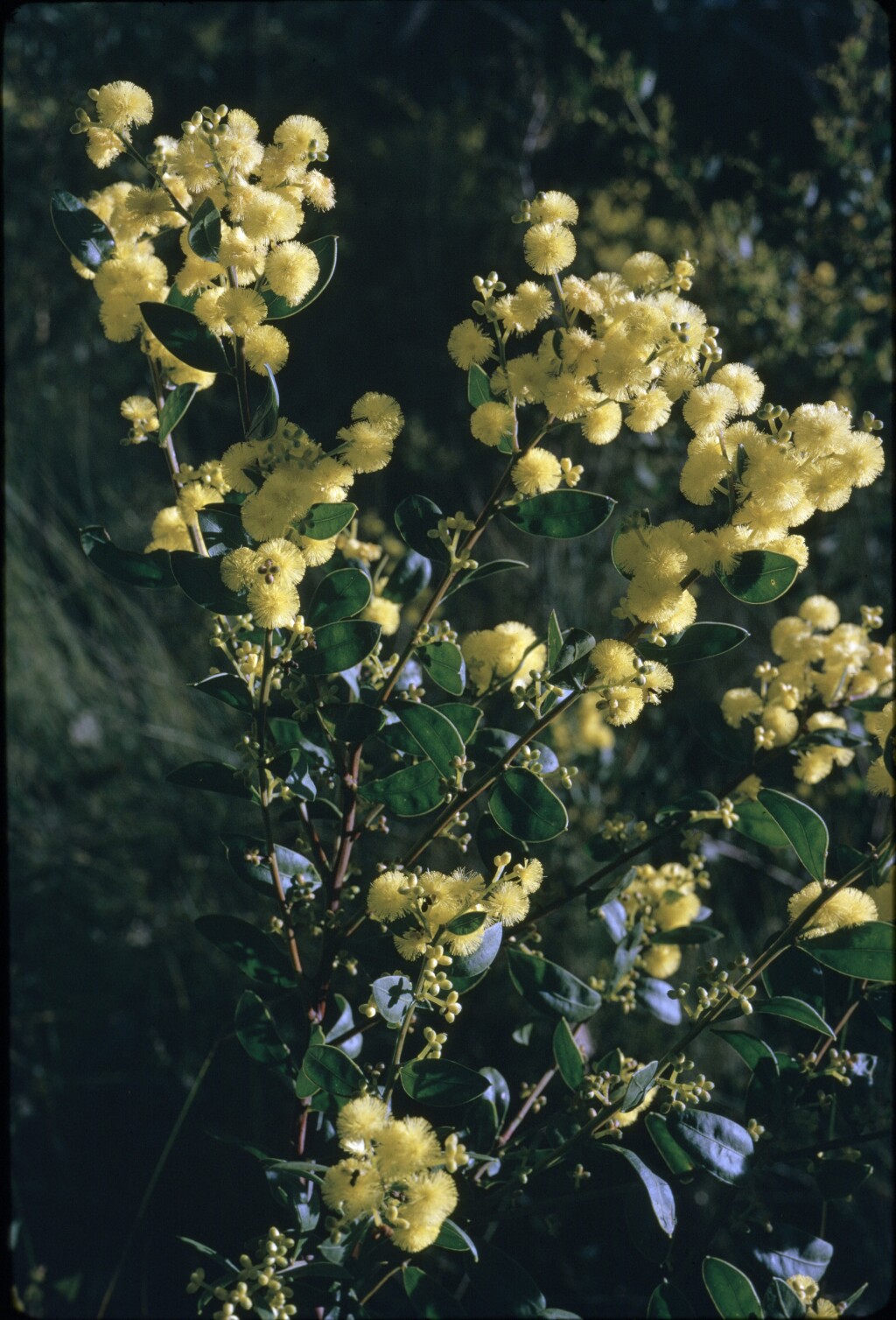 Acacia myrtifolia (hero image)