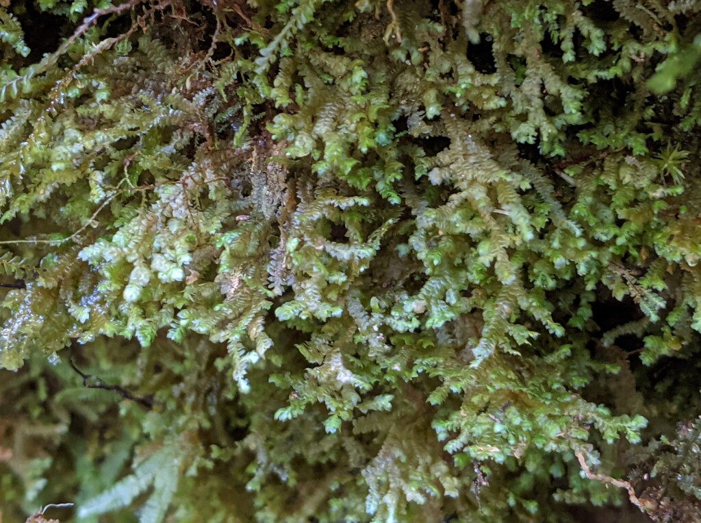 Radulaceae (hero image)