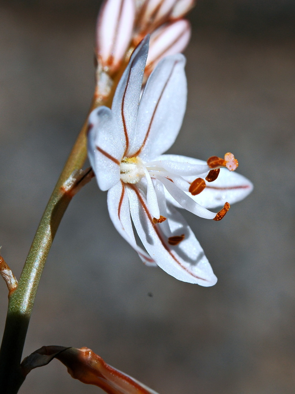 Asphodelus fistulosus (hero image)