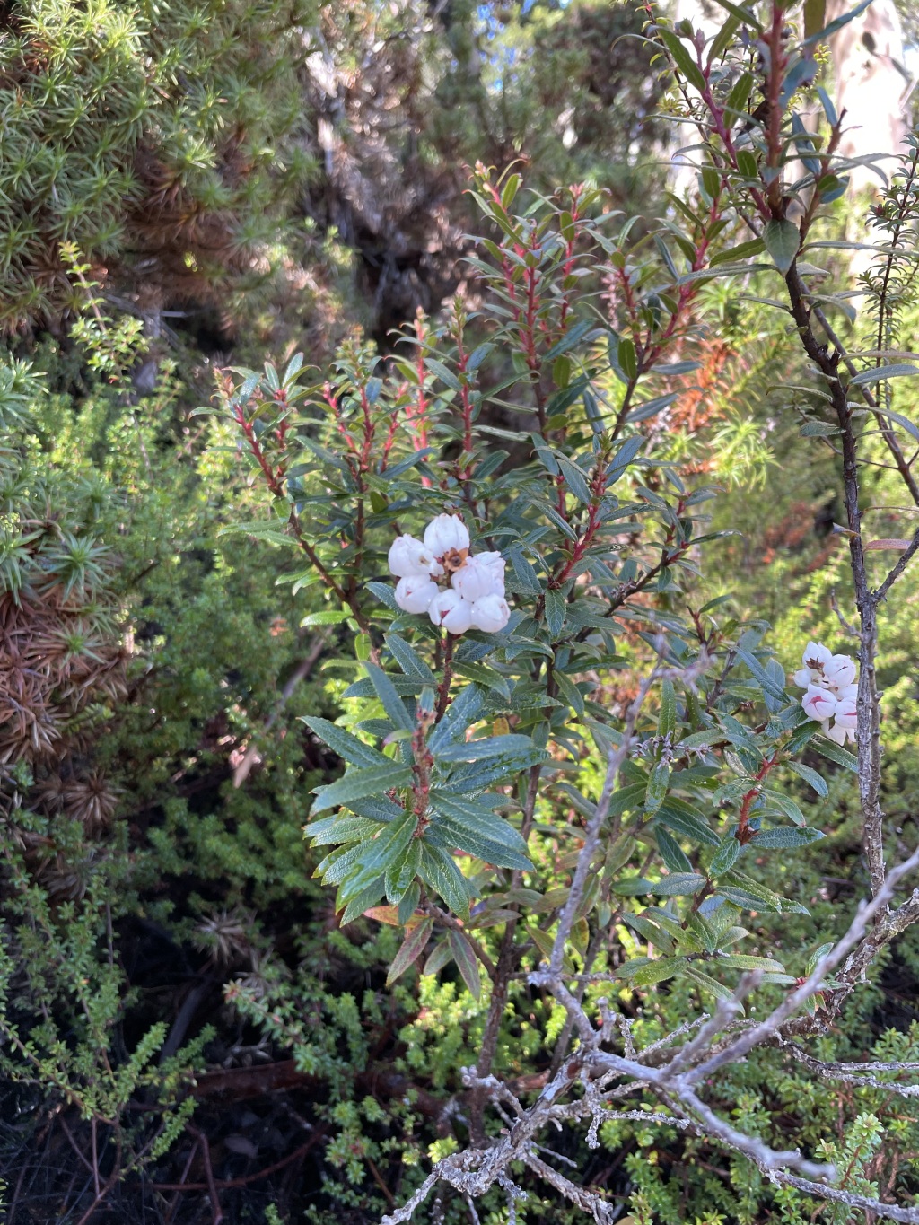 Gaultheria hispida (hero image)