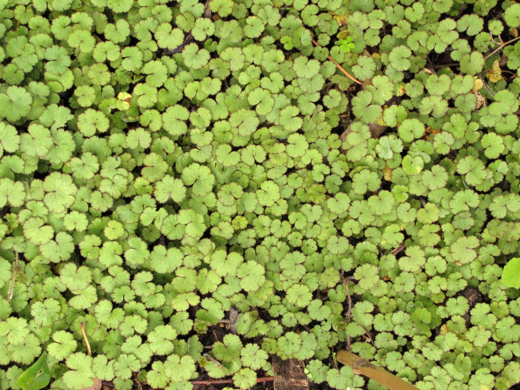 Hydrocotyle moschata (hero image)