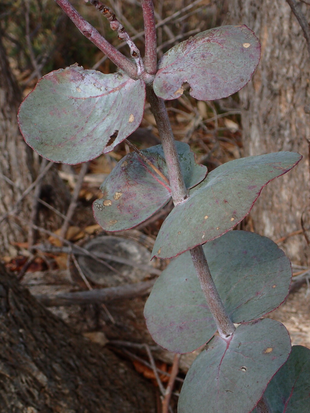 Eucalyptus goniocalyx (hero image)