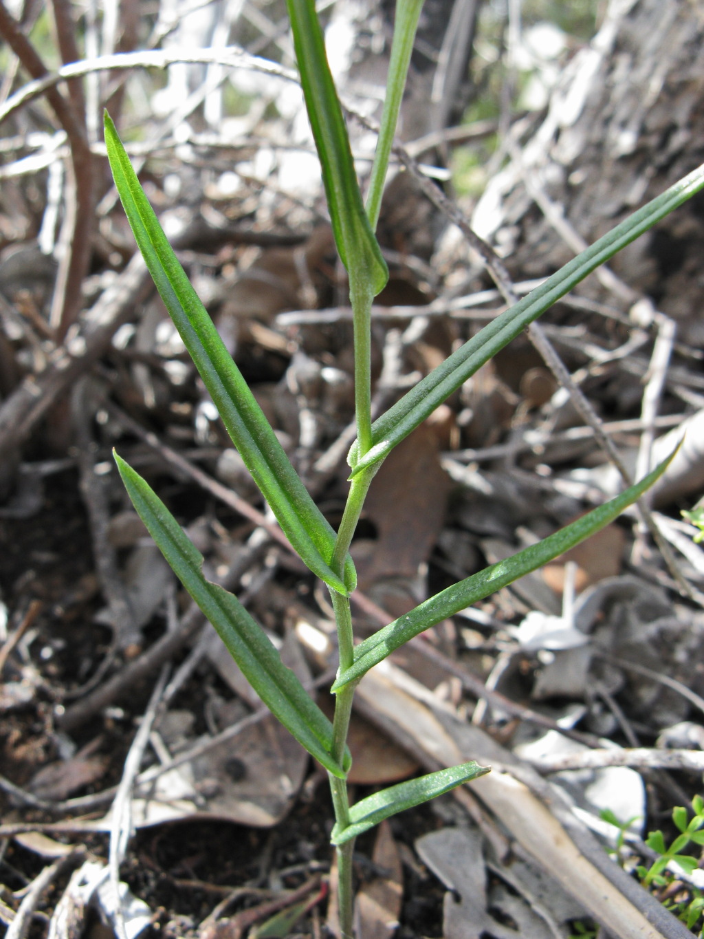 Pterostylis chlorogramma (hero image)