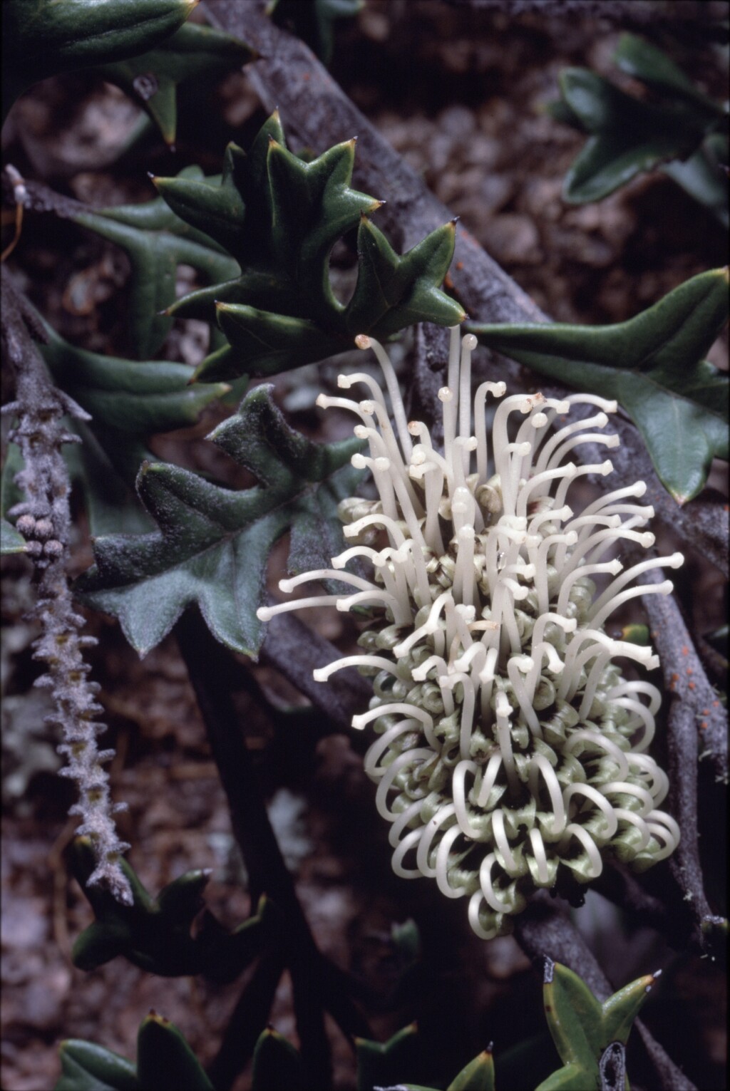 Grevillea willisii (hero image)