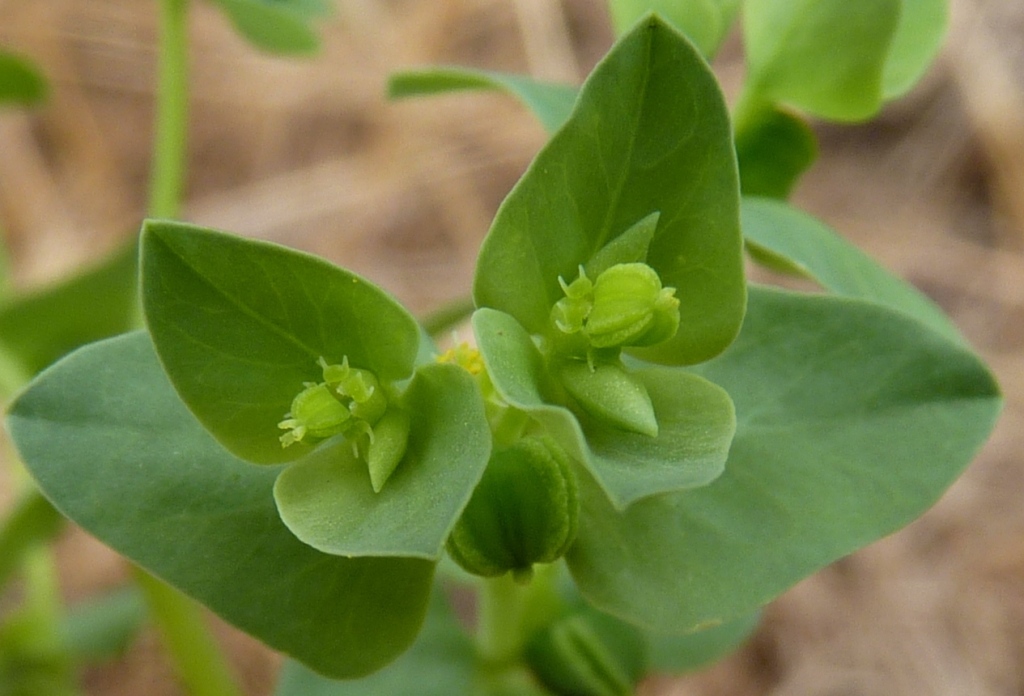 Euphorbia peplus (hero image)