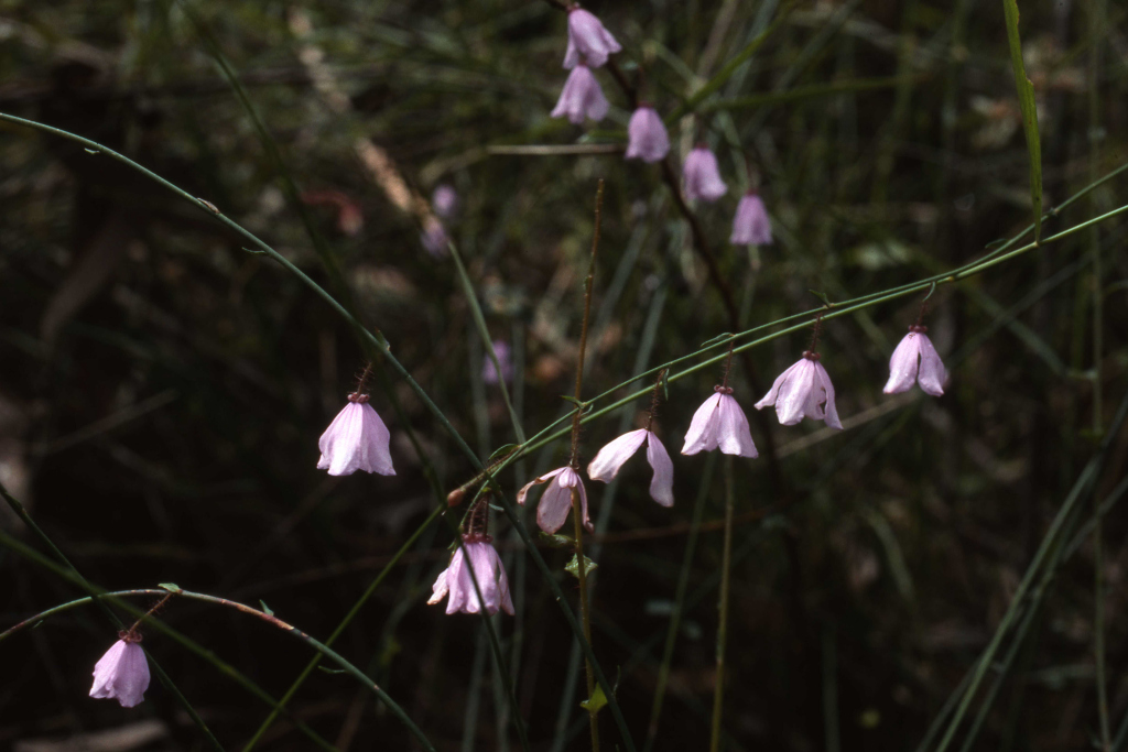 Tetratheca stenocarpa (hero image)