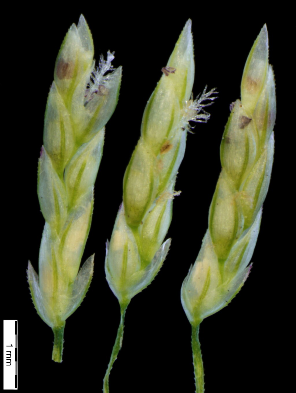 Eragrostis mexicana (hero image)