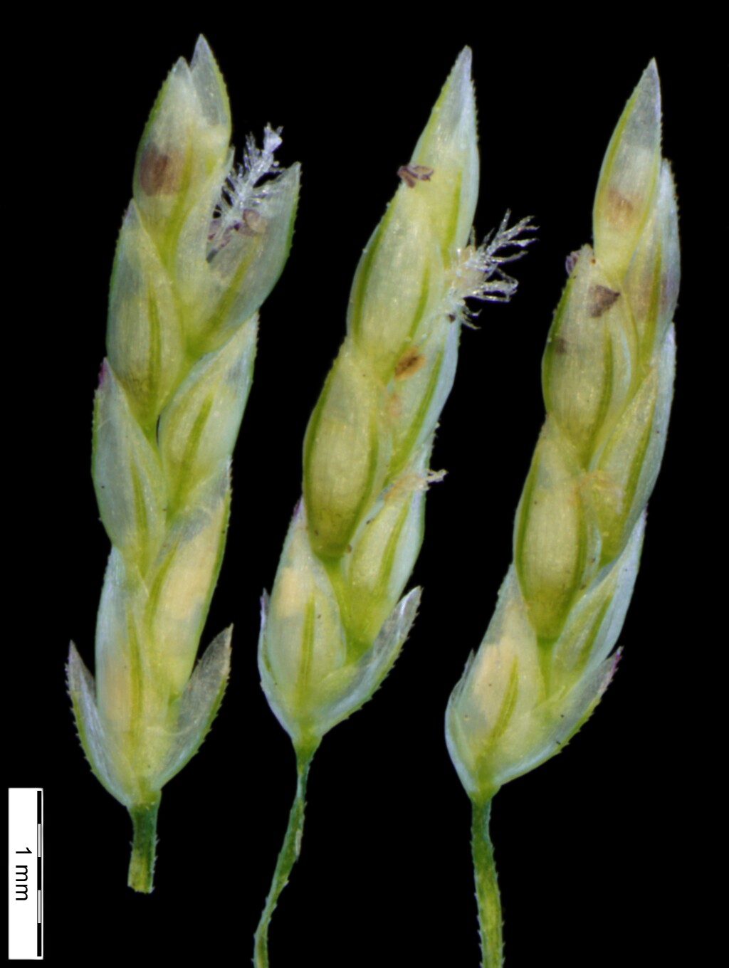 Eragrostis (hero image)