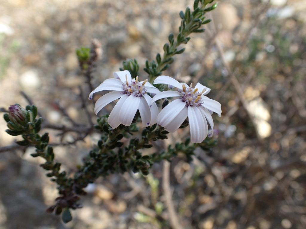 Olearia minor (hero image)