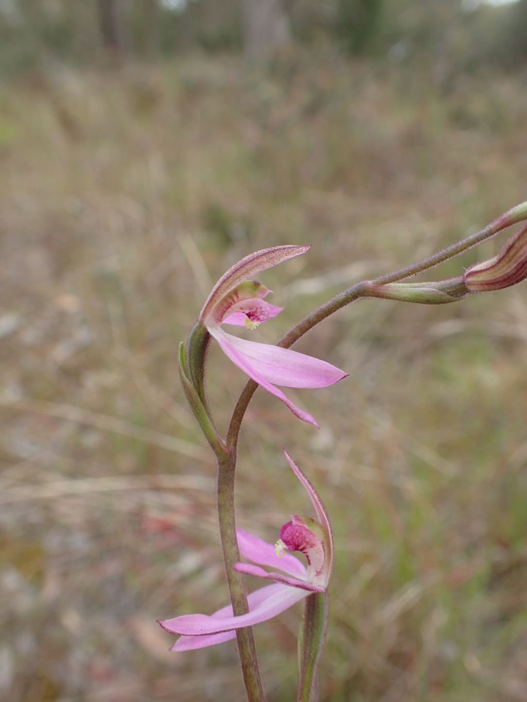 Caladenia vulgaris (hero image)